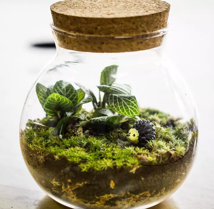 Terrarium kit