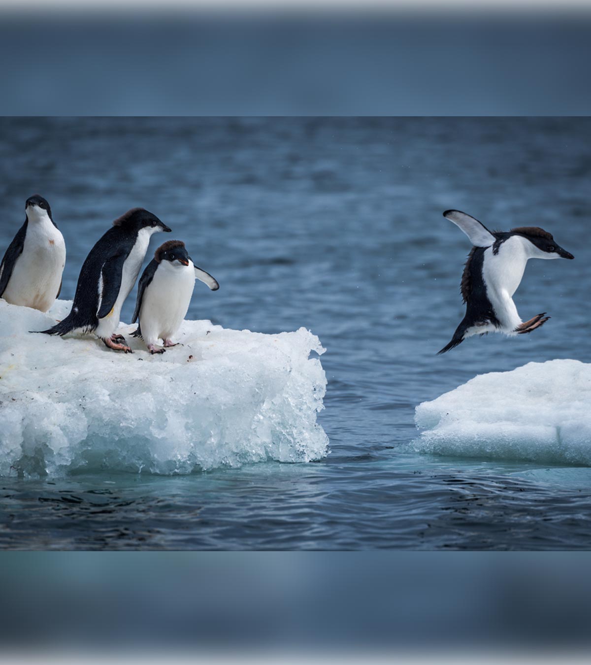 Andrea Turbett is counting penguin chicks on Macquarie Island ..