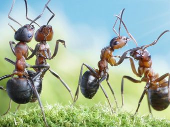 30 Interesting Information And Facts About Ants For Kids