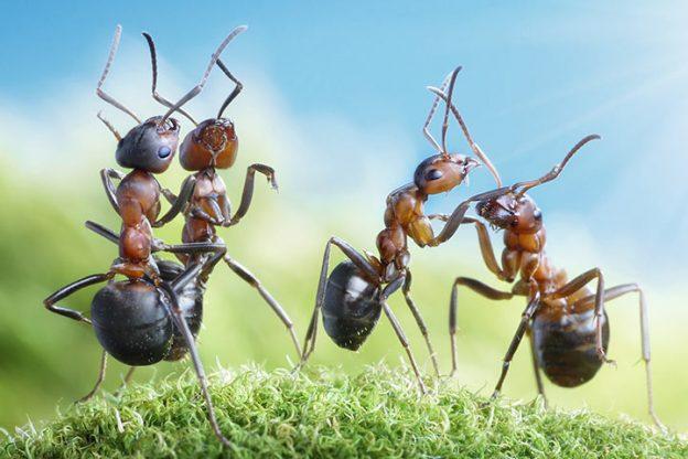 30 Interesting Information And Facts About Ants For Kids