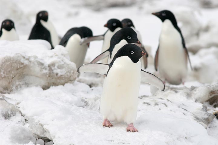 Facts about Adelie penguins for kids