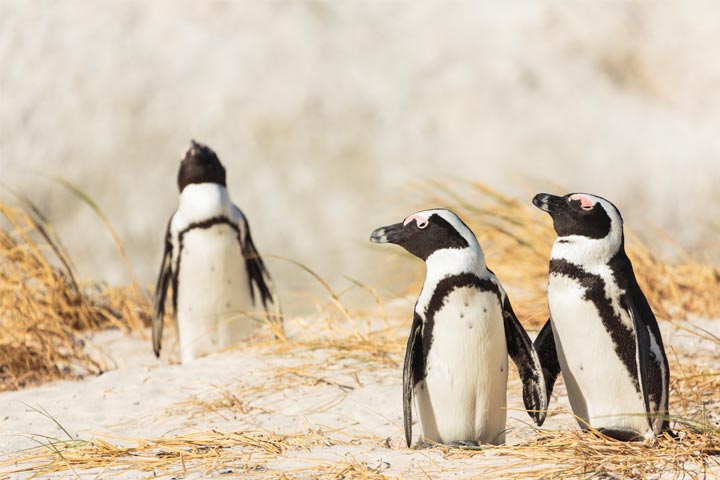 Facts about African penguins for kids