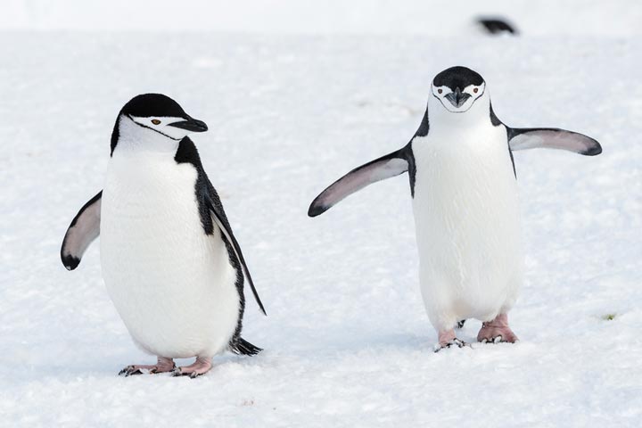 Facts about Chinstrap penguins for kids