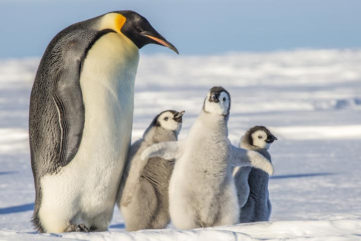 Facts about Emperor penguins for kids