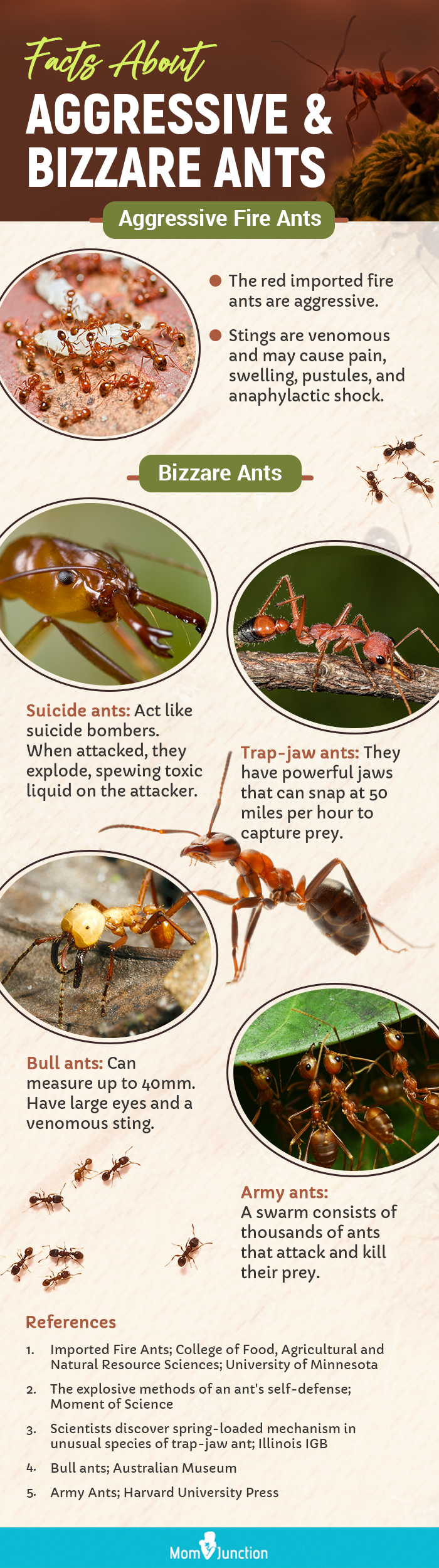 facts about aggressive and bizzare ants [infographic]
