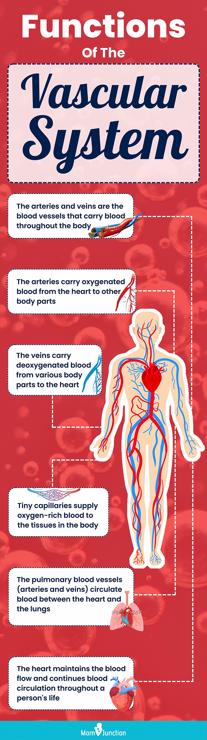 functions of the vascular system [infographic]