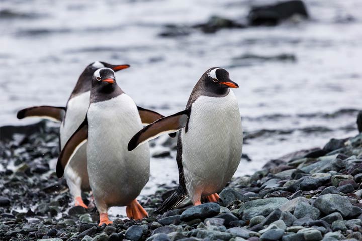 Facts about Gentoo penguins for kids
