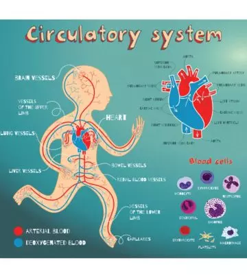 Heart And Circulatory System Diagram, Function Parts