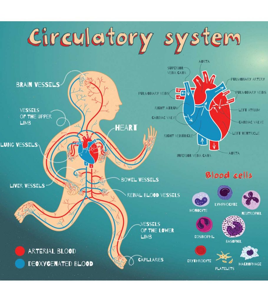 Heart  U0026 Circulatory System Diagram  Parts  U0026 Function  For Kids