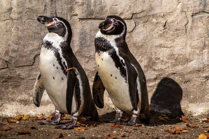 Facts about humboldt penguins for kids