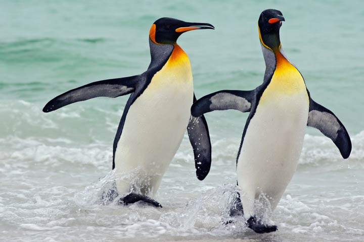 Facts about king penguins for kids