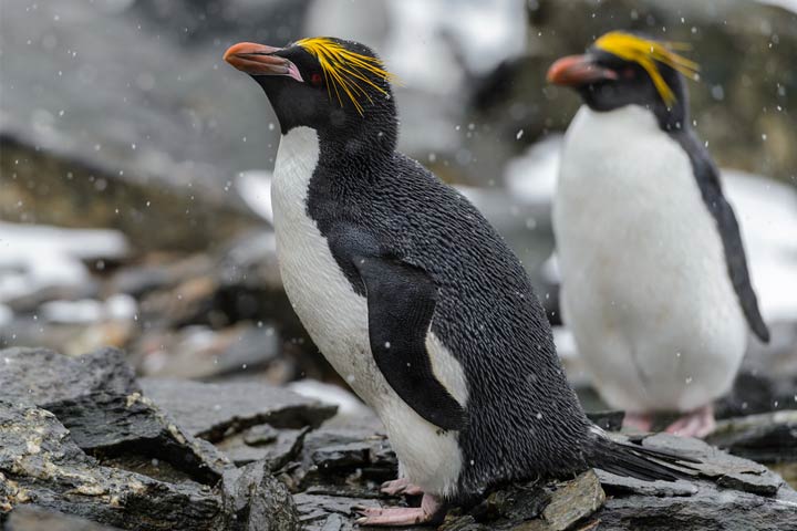 Facts about macaroni penguins for kids
