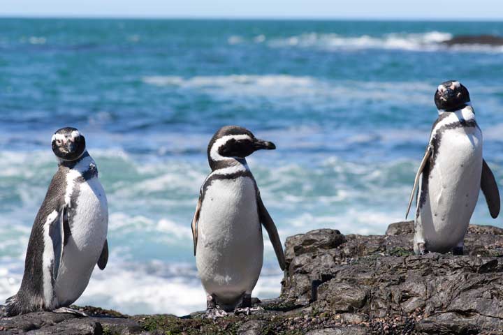 Facts about magellanic penguins for kids
