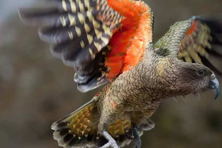 New Zealand parrots for kids