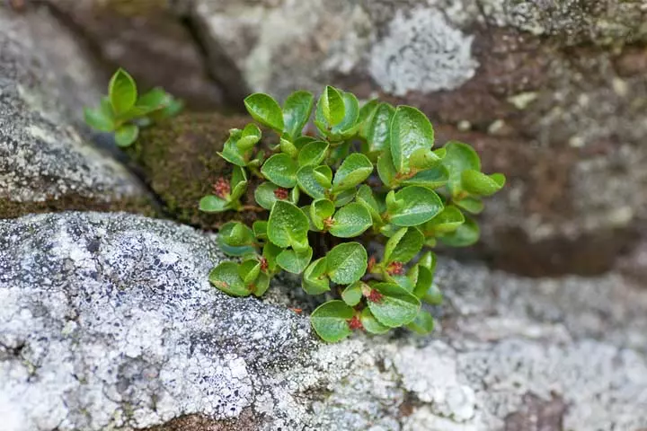 Facts about pinecone plant for kids