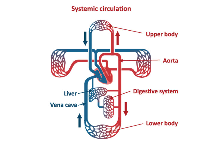 Systemic circulation, head and circulatory system for kids