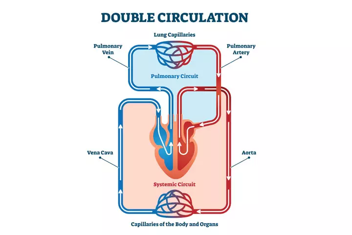 Double circulation, head and circulatory system for kids