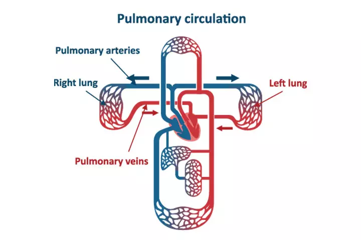 Pulmonary circulation, hHead and circulatory system for kids