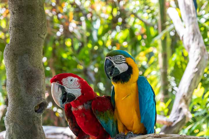 True parrots for kids