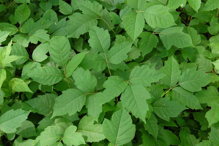 Identifying a poison ivy that causes rash on children