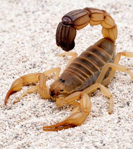 20 Fun And Interesting Scorpion Facts For Kids