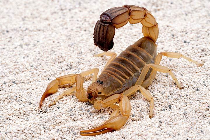 20 Fun And Interesting Scorpion Facts For Kids