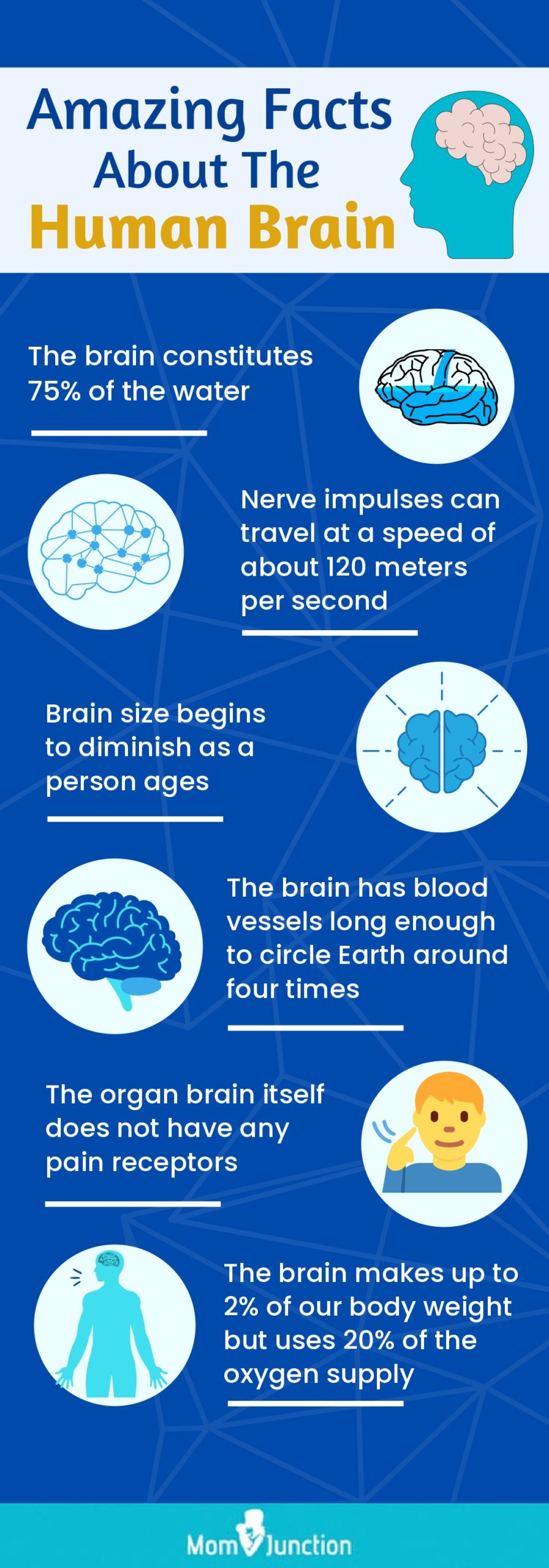 amazing facts about the human brain (infographic)