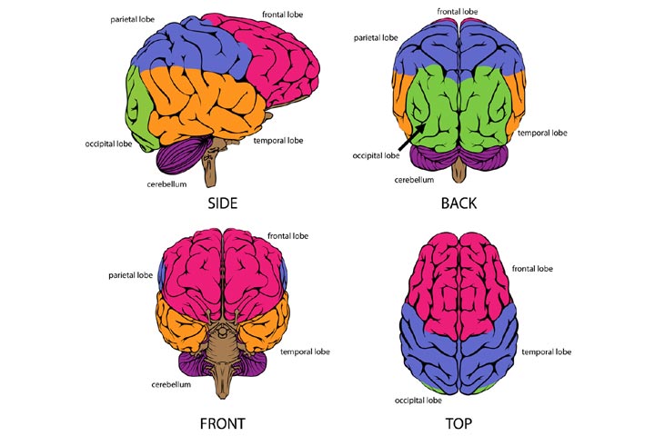 Diagram, Parts, Functions & Facts About The Brain For Kids
