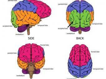 14 Informative Facts, Diagram & Parts Of Human Brain For Kids