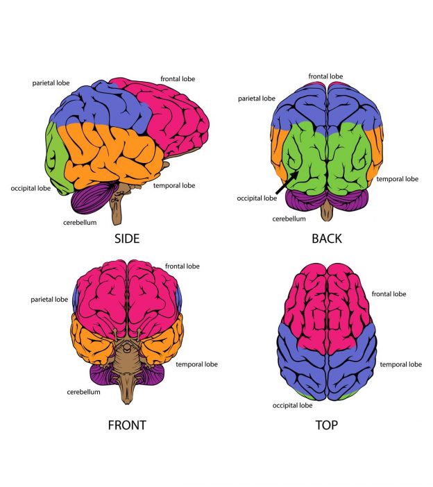 parts of the human brain and functions