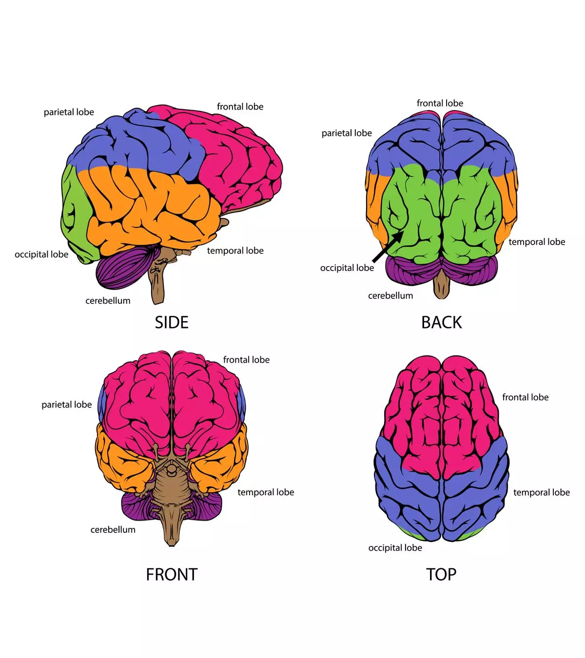 14 Informative Facts, Diagram & Parts Of Human Brain For Kids