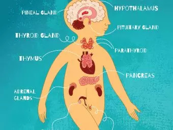 Endocrine System: Its Parts & Functions For Kids To Know
