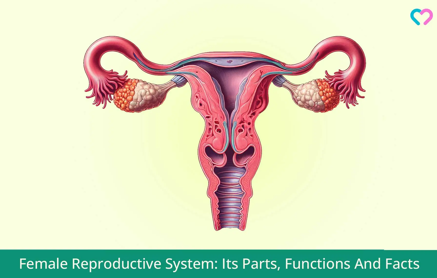 Female Reproductive System: Its Parts, Functions And Facts_illustration