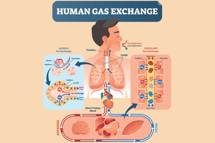 Illustration of human gas exchange, respiratory system for kids