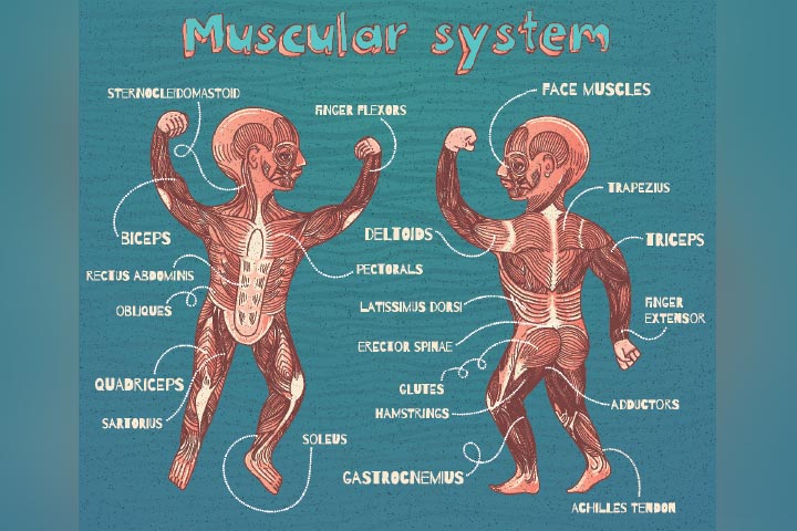 Labelling of muscles for kids
