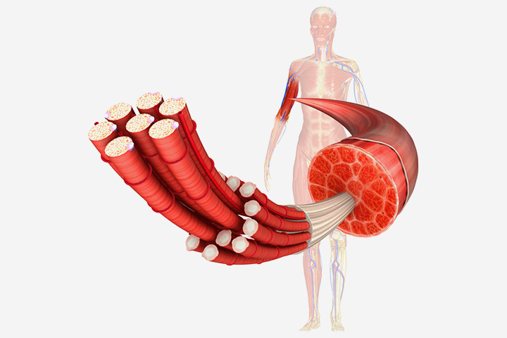 Structure of muscular system for kids