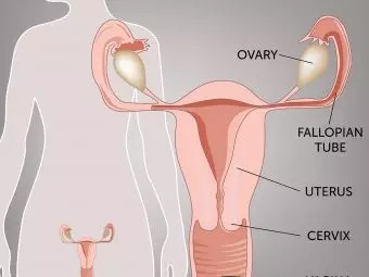Female Reproductive System: Its Parts, Functions And Facts