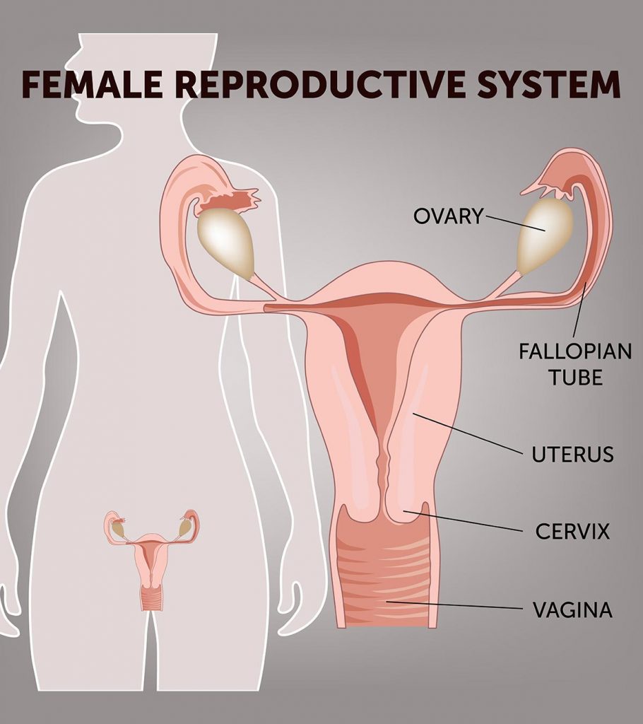 Female Reproductive System Anatomy Diagram Parts Function