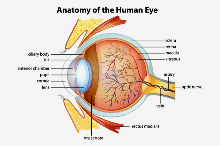 Parts of our eyes for kids