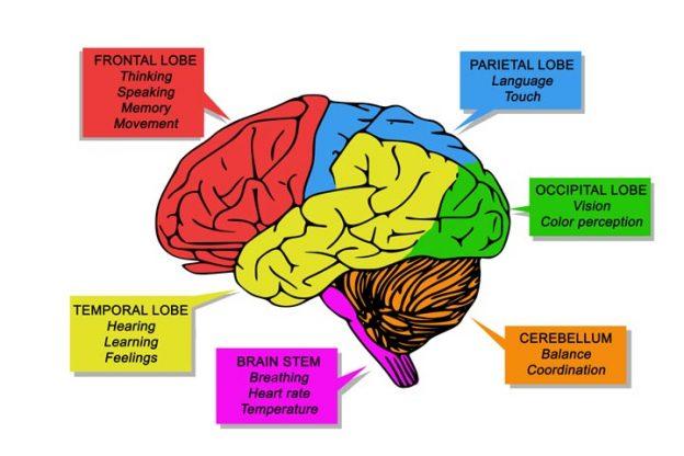 Diagram, Parts, Functions & Facts About The Brain For Kids