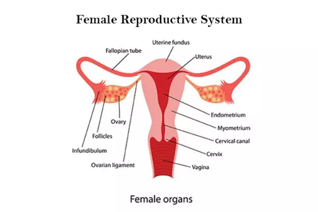 Female Reproductive System Anatomy Diagram Parts And Function 4985