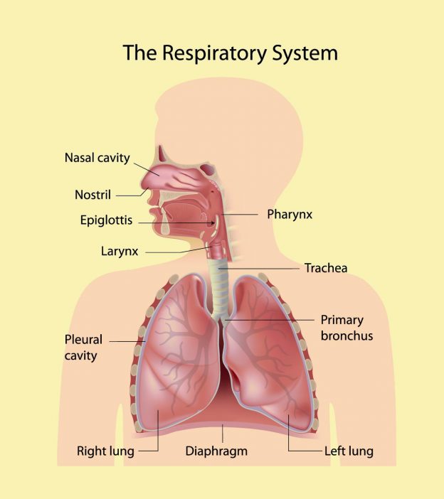 30 Fun And Interesting Respiratory System Facts For Kids
