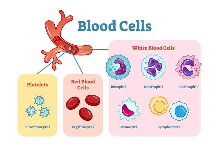 Different blood cell types for kids