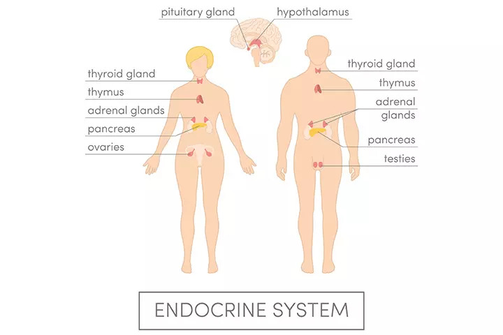 Parts of the endocrine system