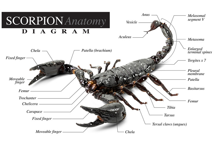 What does a scorpion look like, scorpion facts for kids