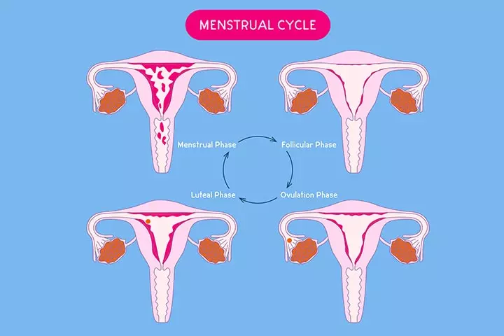 Female reproductive system, menstrual cycle
