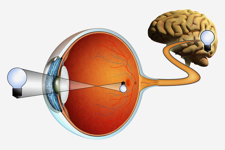 30 Amazing Facts About Human Eyes For Kids With Diagrams