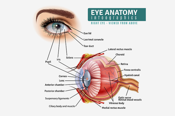 Eyes for kids as part of central nervous system