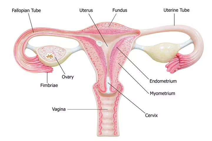 Female reproductive system, internal parts