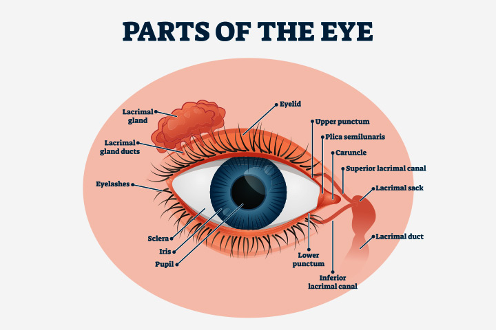 Retina and sclera, parts of eyes for kids